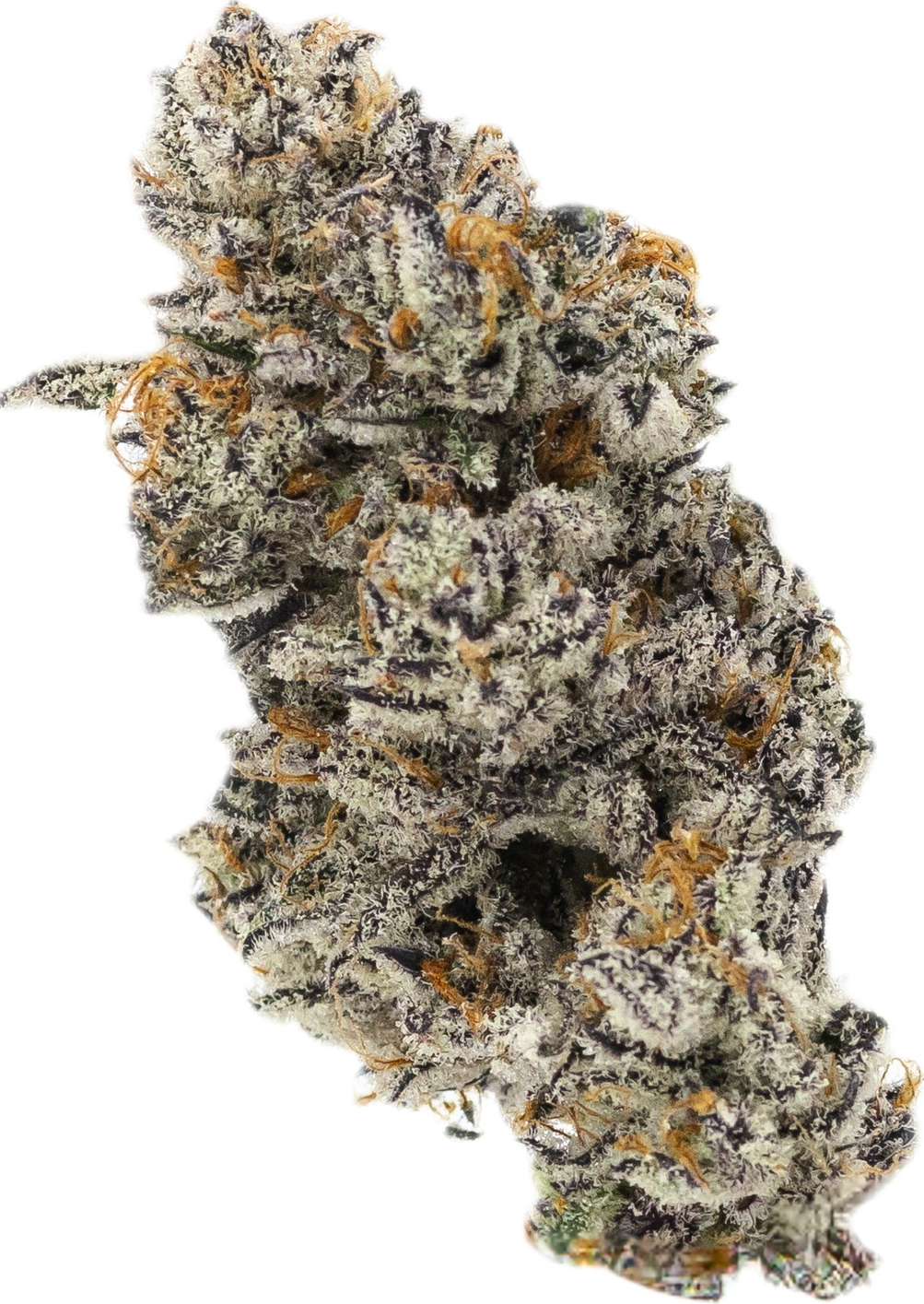 GALACTIC WARHEADS - Folly Exotics
