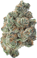 MADDFRUIT - Folly Exotics