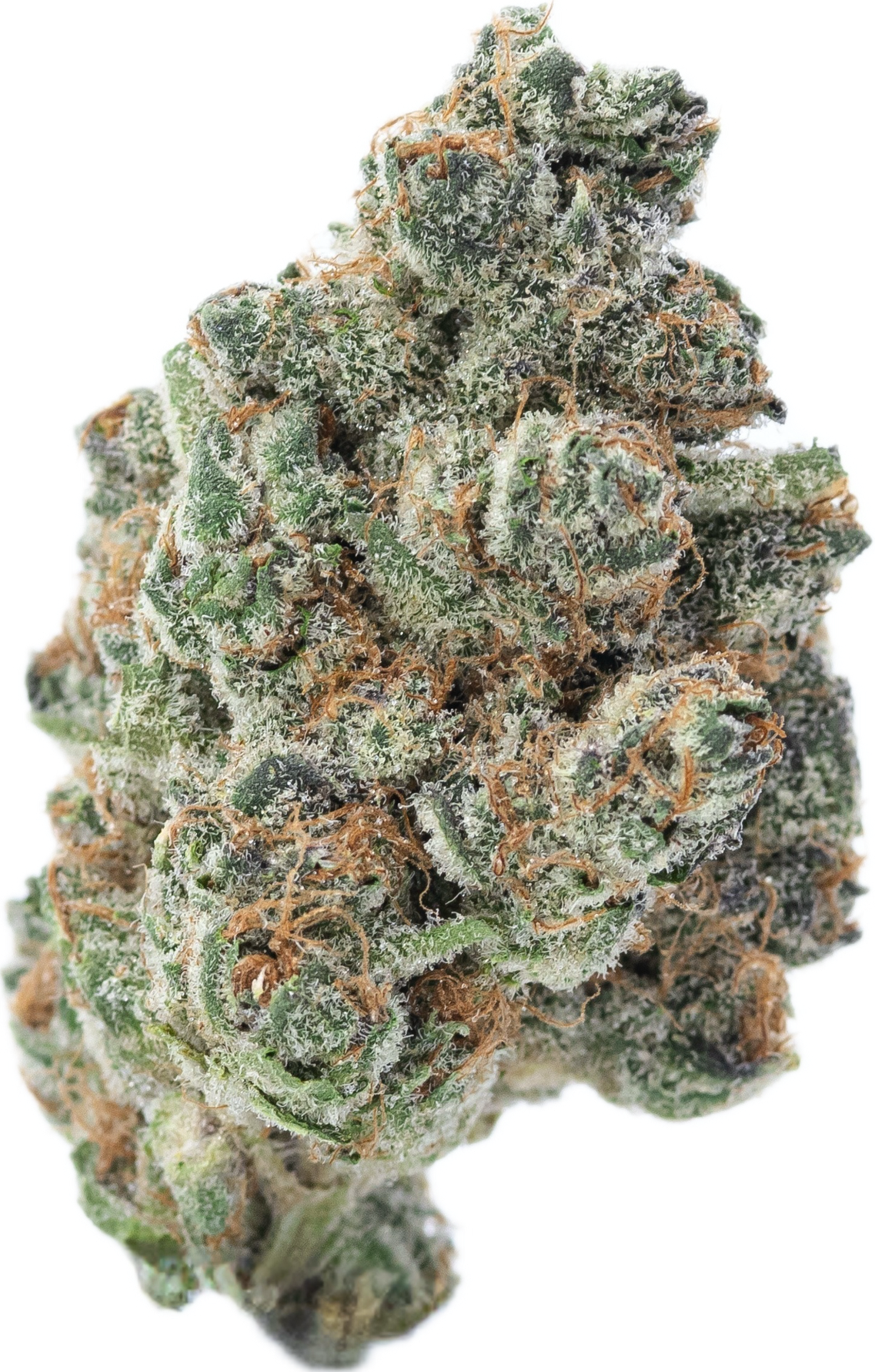 MADDFRUIT - Folly Exotics