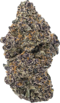 PURPLE CHURRO - Folly Exotics