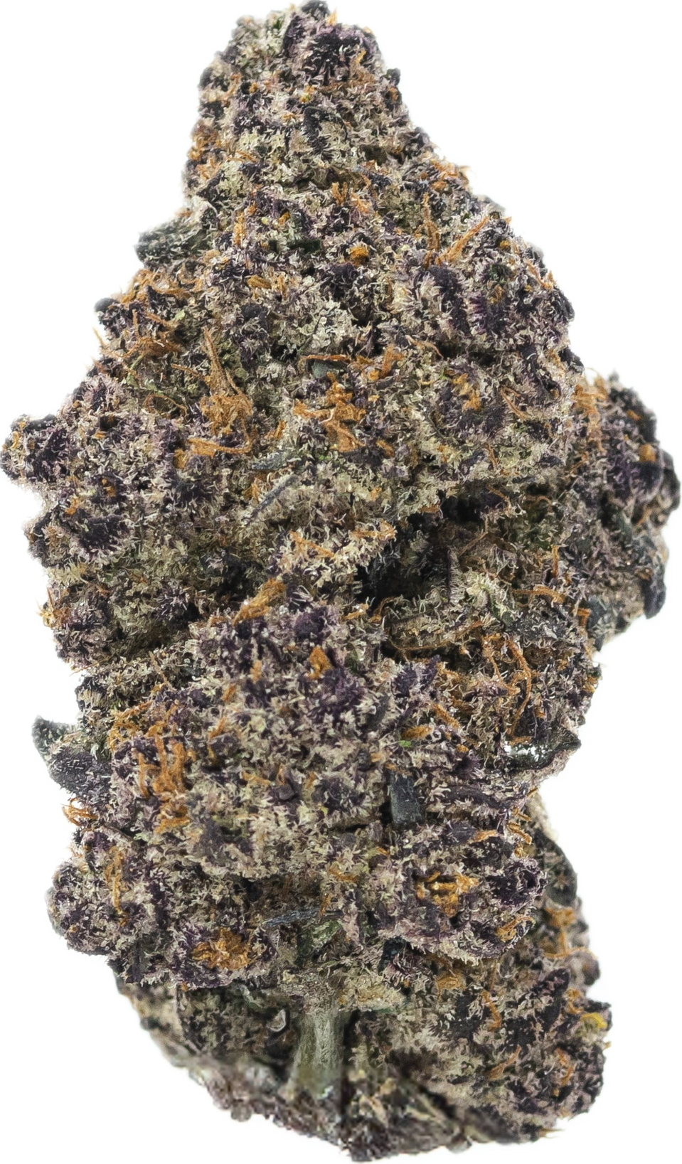 PURPLE CHURRO - Folly Exotics