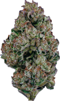 SLURRICANE - Folly Exotics