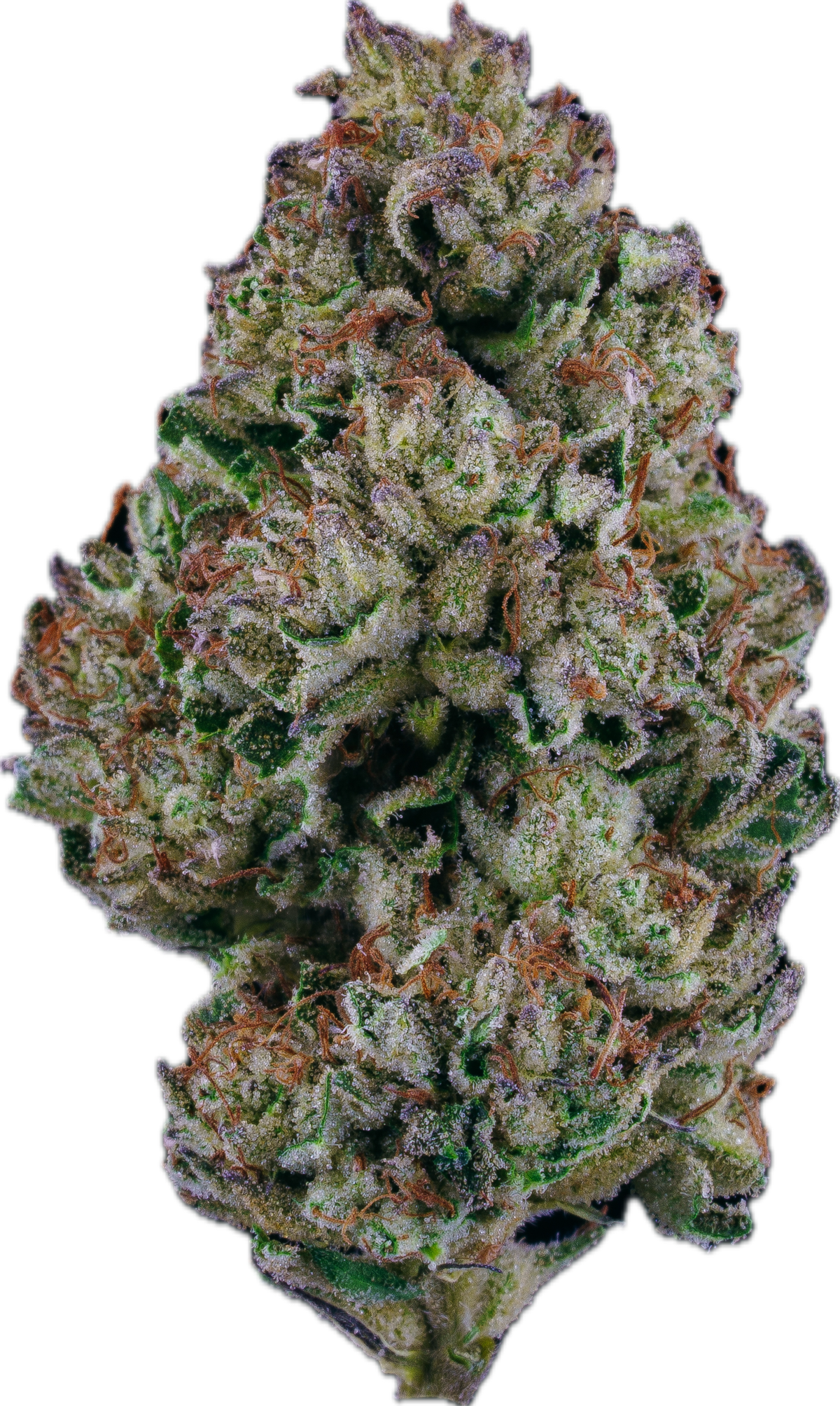 SLURRICANE - Folly Exotics