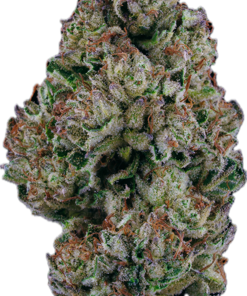 SLURRICANE