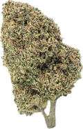 STRAWBERRY AMNESIA - Folly Exotics