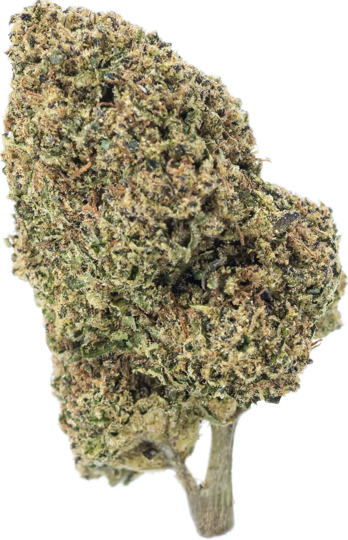 STRAWBERRY AMNESIA - Folly Exotics